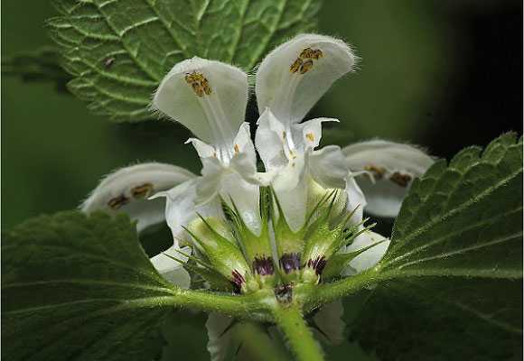Ботаническое описание яснотки белой (обыкновенная, полевая): формула цветка