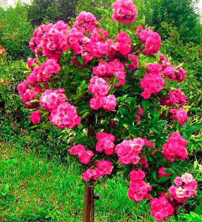 Роза мидсаммер (midsummer) — что это за сорт, описание