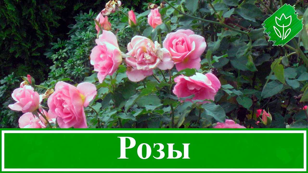 Посадка и уход за розами в саду: правила выращивания и размножения