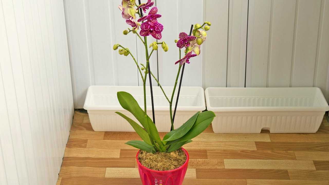 Орхидея каттлея (56 фото): уход за цветком в домашних условиях. способы размножения. реанимация корней. правила пересадки орхидеи