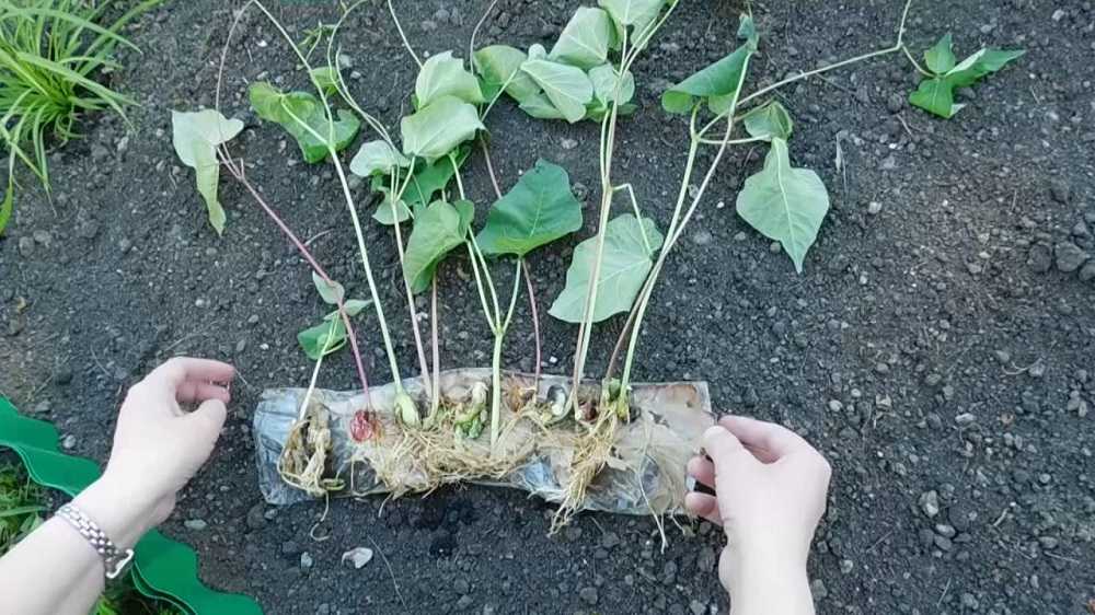 Гиацинтовые бобы посадка и уход, выращивание из семян, когда лучше сажать + фото