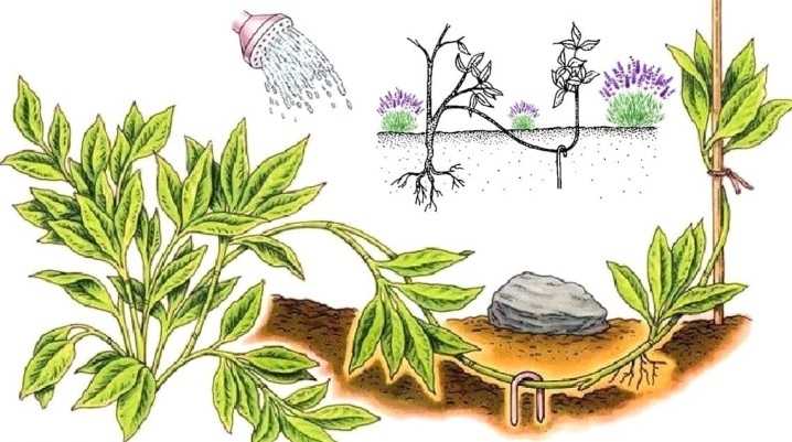 Бересклет – посадка и уход в открытом грунте: условия выращивания