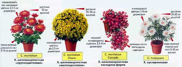 Выращивание корейских хризантем: сорта и особенности