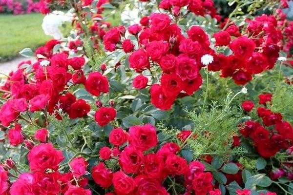 Стелющиеся почвопокровные розы: уход и выращивание неприхотливого роскошного цветка в открытом грунте