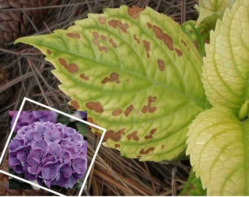 Болезни гортензии: классификация недугов для садовых и комнатных экземпляров Какие вредители могут поражать цветок, методы профилактики