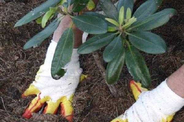 Выращивание рододендрона в открытом грунте