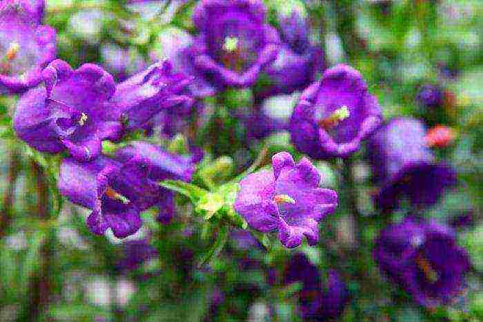 Цветок колокольчик – как правильно сажать, ухаживать за растением и размножать?