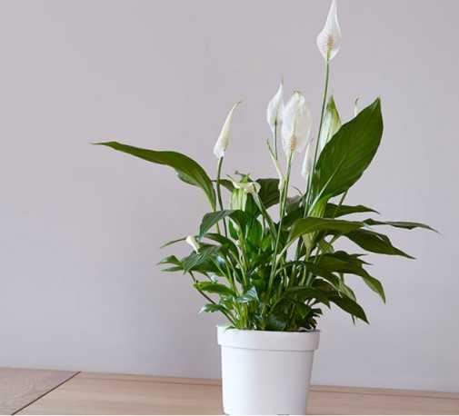 Почему не цветут спатифиллумы в домашних условиях и как заставить зацвести