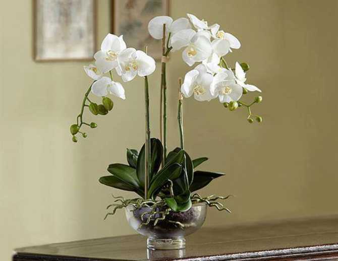 Чем подкормить орхидею – основные правила удобрения растений в домашних условиях, лучшие магазинные препараты и народные средства