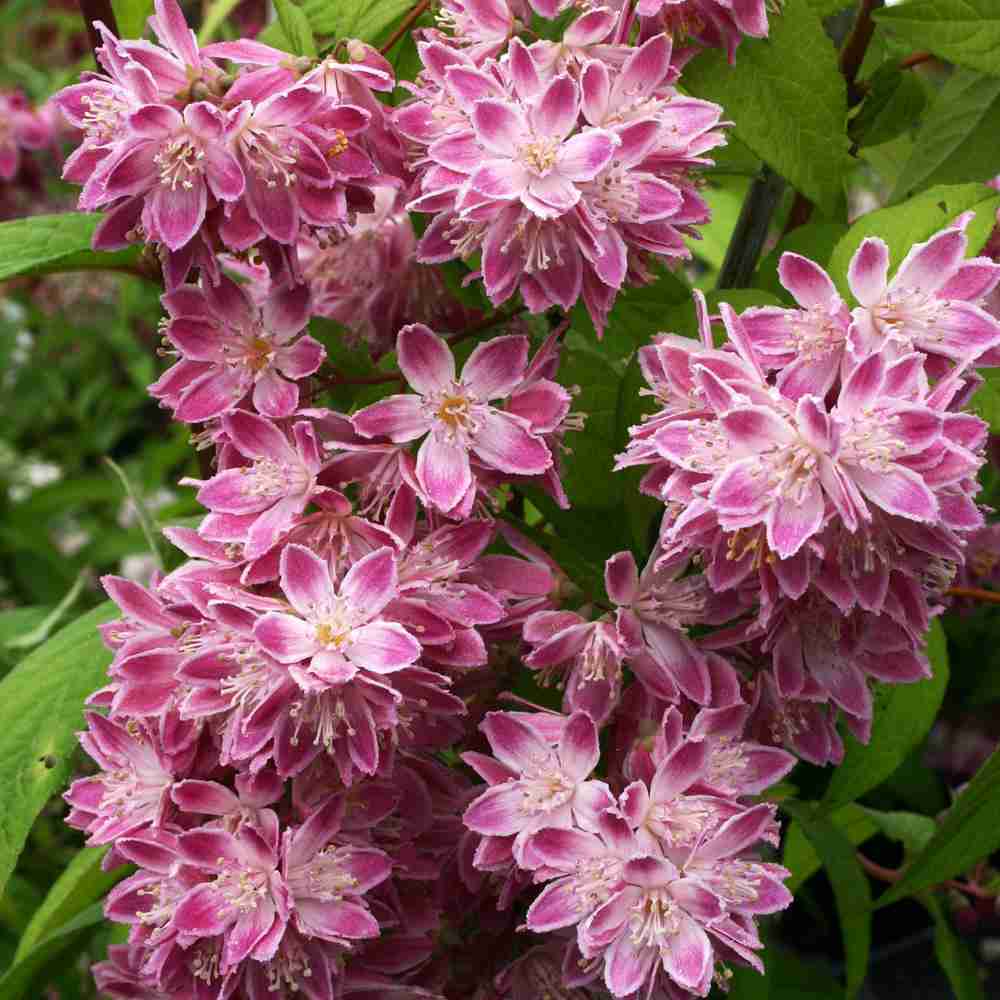 Когда цветет гортензия — период цветения, сколько времени она цветет