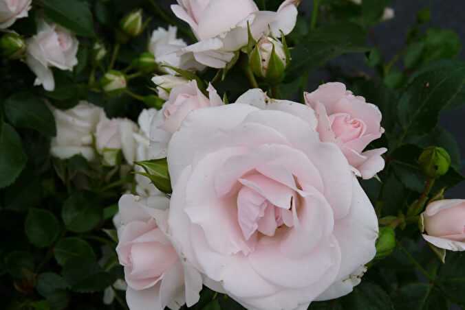 Роза аспирин: описание сорта, выращивание, уход и размножение