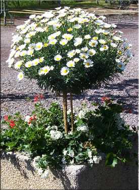 Белые хризантемы: сорта, особенности ухода, фото