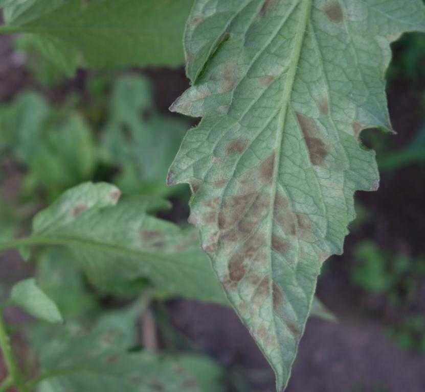 Фитофтороз на помидорах фото первые признаки на листьях