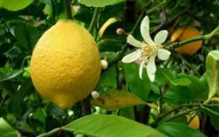 Размножение мандарина черенками в домашних условиях: как вырастить мандариновое дерево из веточки, как посадить и укоренить, правила черенкования, даст ли корни