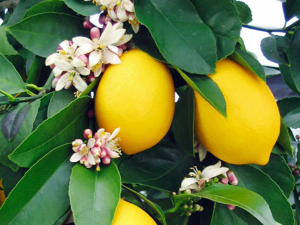 Лимон сорт Новогрузинский