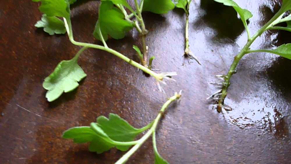 Можно ли укоренить хризантему из букета: как выбрать растение, пригодное для размножения Правила посадки и выращивания черенка, уход, полезные советы