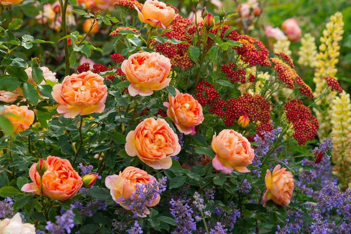 Пионовидные розы: миллион сортов и 3 простых правила ухода