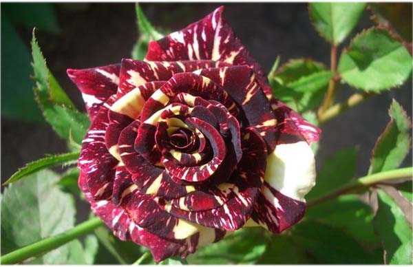 Роза фокус покус (hocus pocus): фото и описание, отзывы