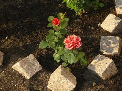 Посадка роз в открытый грунт — пошаговая инструкция