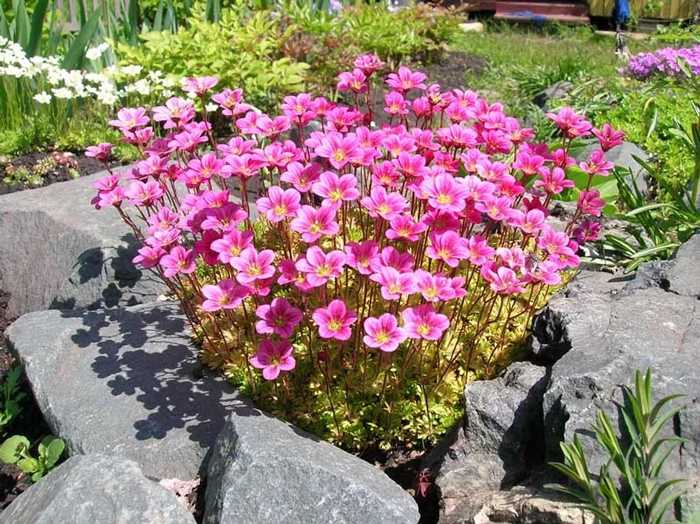Камнеломка арендса — выращивание розового цветка, пурпурного и белого ковра в домашних условиях
