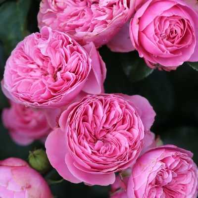 Роза леонардо да винчи - великолепный царский куст