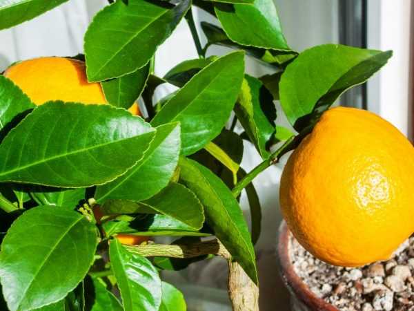 Павловский лимон: особенности ухода в домашних условиях
