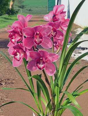 Разновидности орхидей – названия цветов с описанием и фото