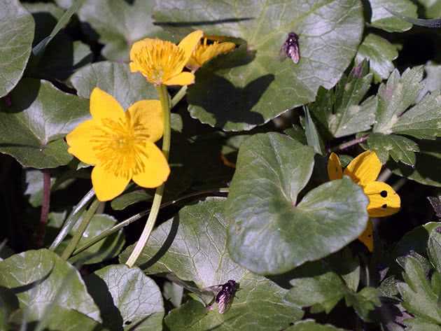 Калужница - фото, описание растения, посадка и уход, выращивание из семян, когда цветет