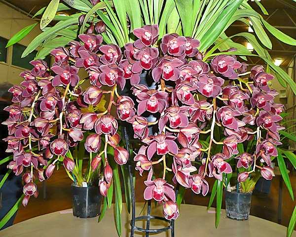 Орхидея фаленопсис в домашних условиях: уход после покупки, выращивание, правила размножения | (110+ фото и видео)