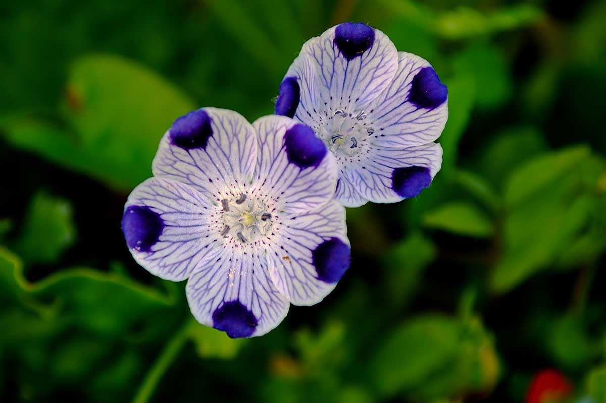 Цветок немофилла – правила посадки и ухода, фото на клумбе