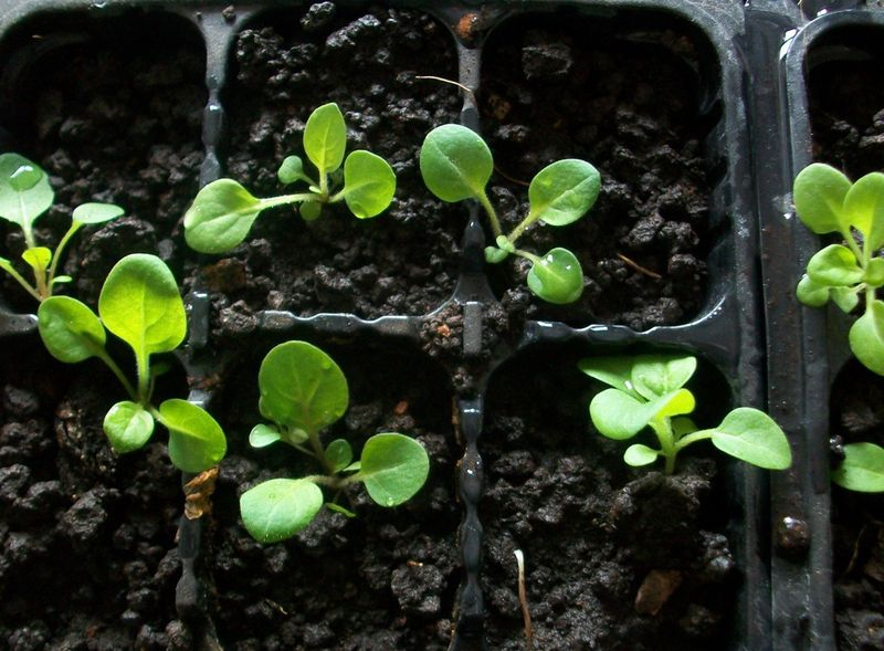 Когда сажать петунию на рассаду: правила выращивания и ухода