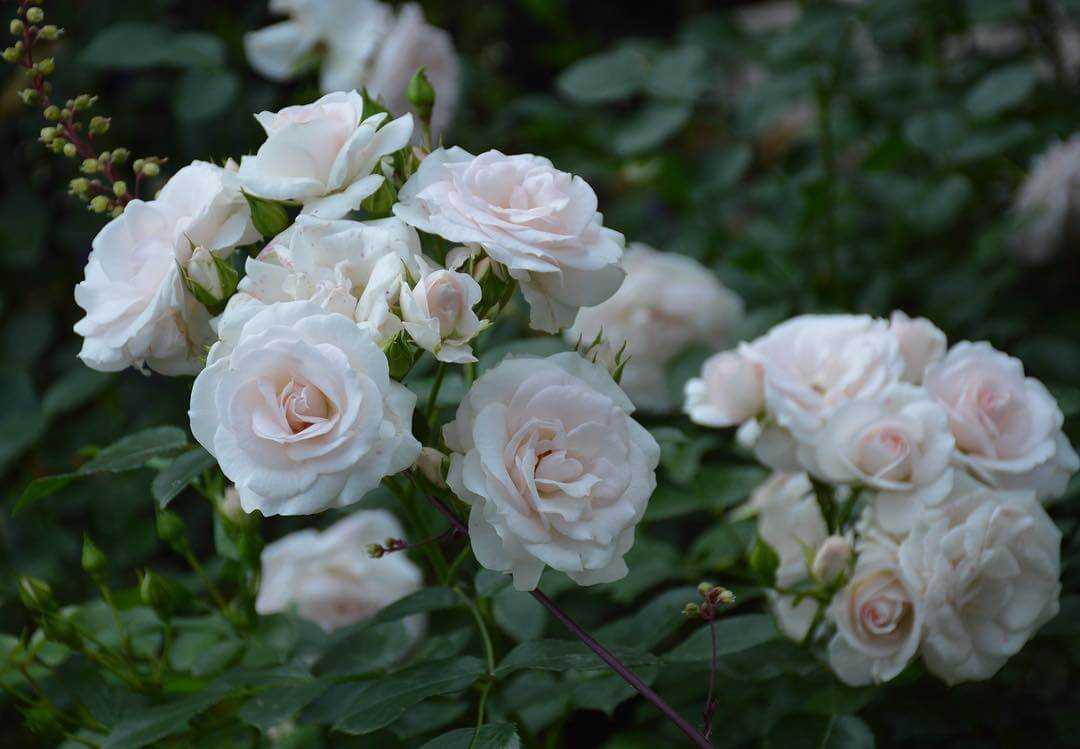 Роза «аспирин роуз» («aspirin rose»): описание, посадка и уход, фото