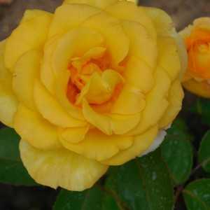 Antike 89 — плетистая роза, для новичков