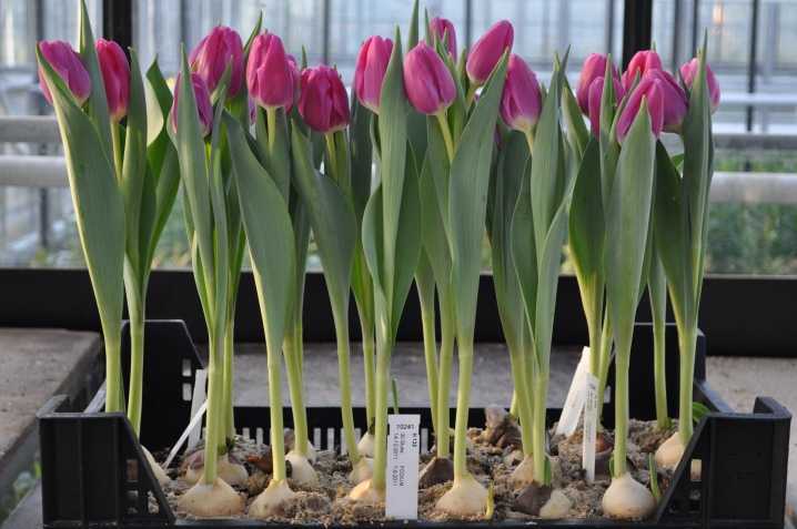 Как вырастить тюльпаны на 8 марта?