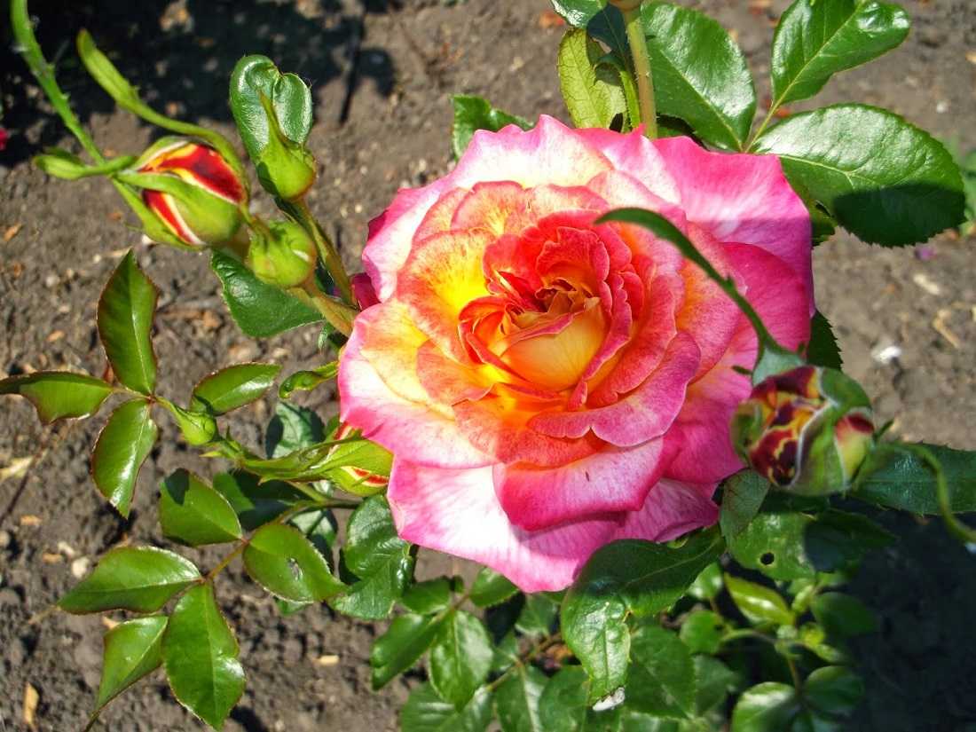 Парковые розы для подмосковья: выбираем лучшие сорта