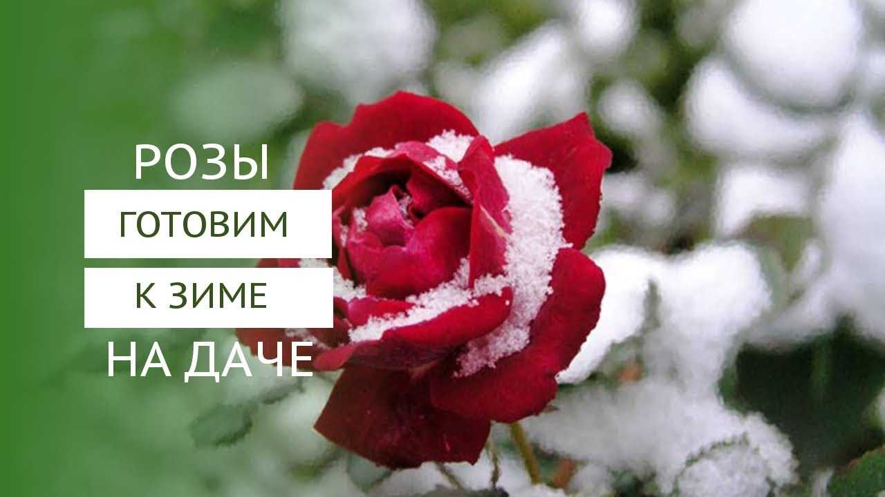 Розы в саду осенью на зиму когда и как укрыть, как обрезать перед укрытием: пошаговая инструкция с видео