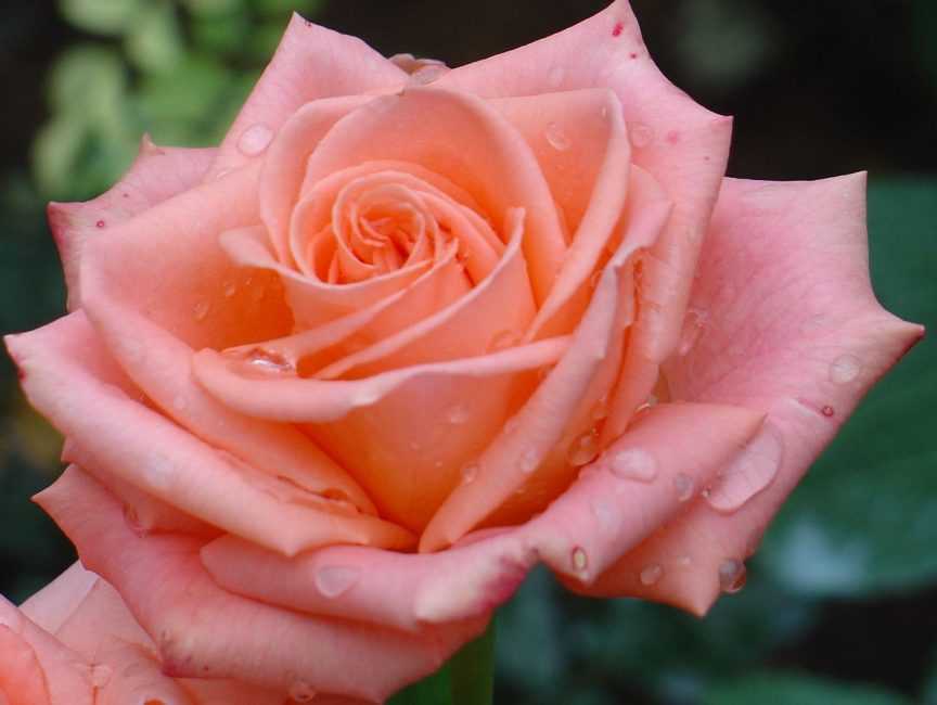 Роза анастасия: фото, описание, отзывы о выращивании чайно-гибридной красавицы, особенности посадки, выращивания и ухода, обрезка, подкормка