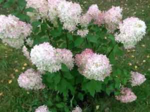 Цветок гортензия: фото и сорта гортензии метельчатой, посадка и особенности ухода, способы размножения