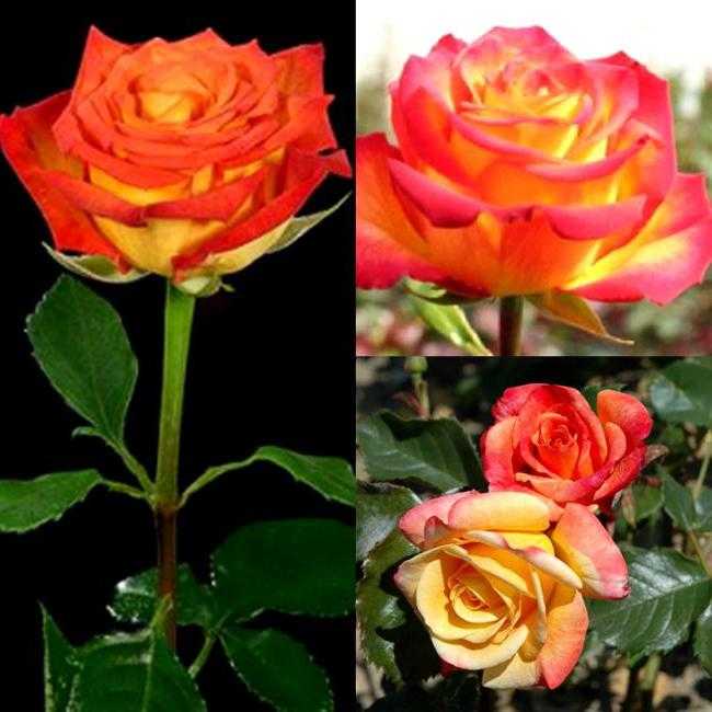 Роза флорибунда: особенности её посадки и ухода, сорта, советы по выращиванию от опытных садоводов
