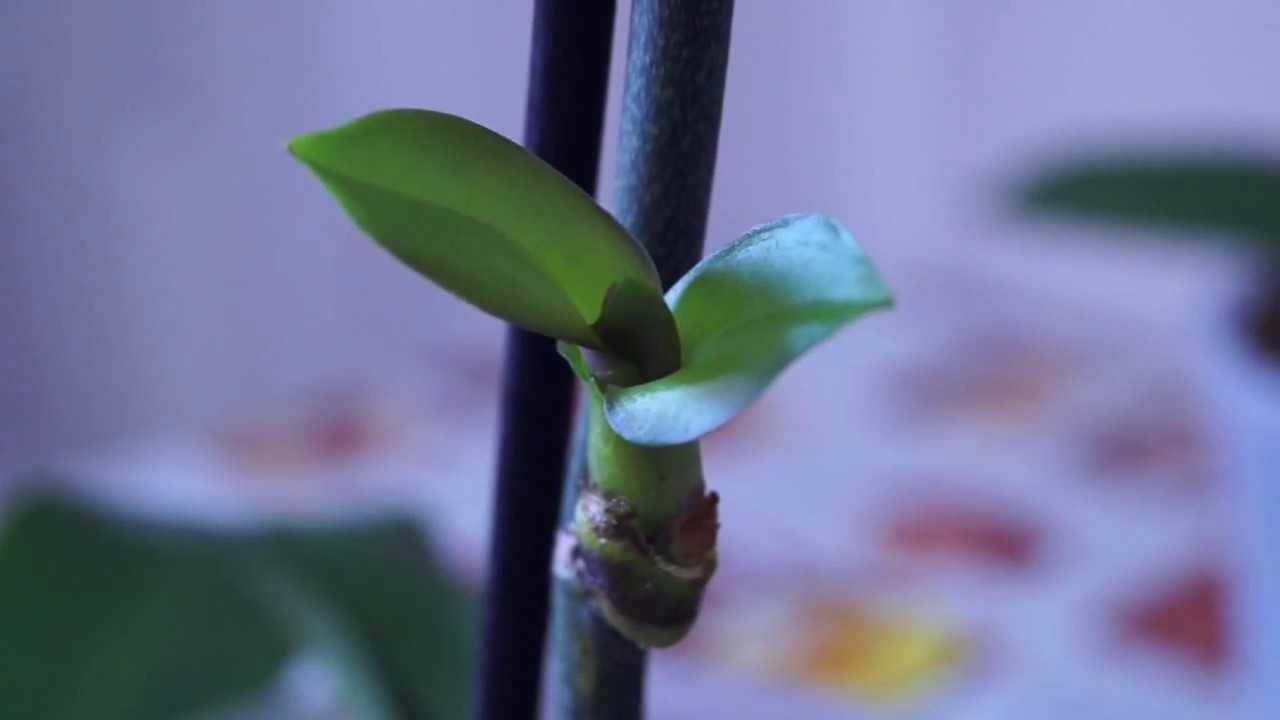 Размножение орхидей черенками (9 фото): как размножить орхидею черенкованием в домашних условиях в бутылке?