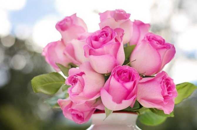 Как правильно сажать розы в открытый грунт: когда и как посадить весной