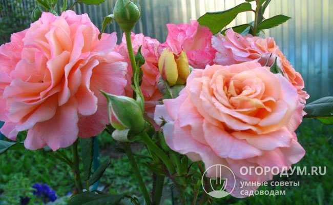 Роза августа луиза: описание и особенности посадки сорта