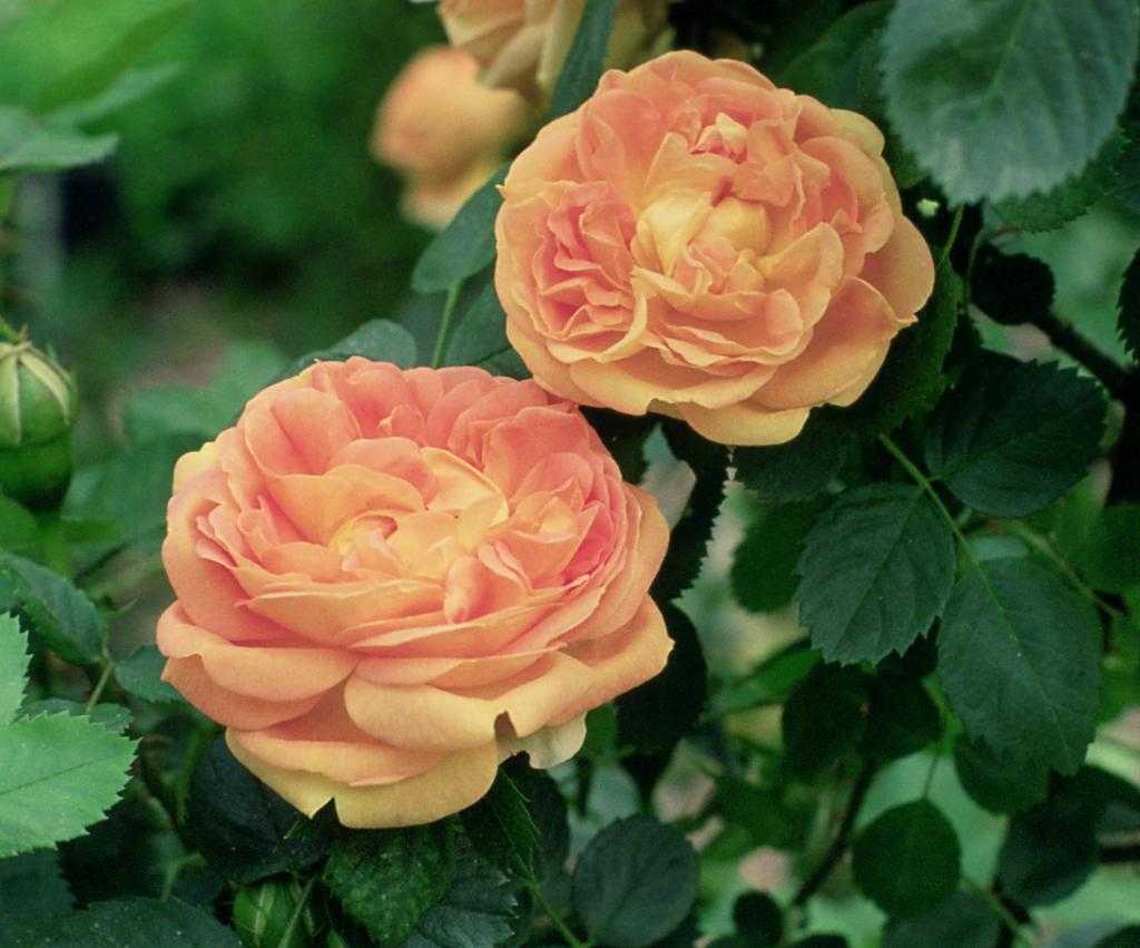 Описание розы пиано: сортовое разнообразие цветка, рэд, хэппи, брайдал и чарминг