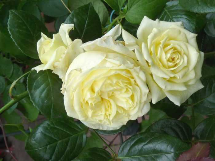 Зимостойкие сорта почвопокровных роз: сорта, правила выбора и ухода