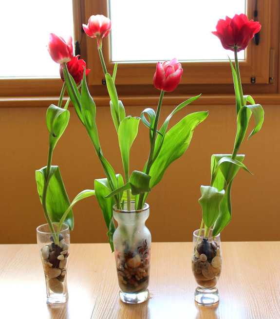 Как ухаживать за тюльпанами - уход в вазе, на даче в открытом грунте