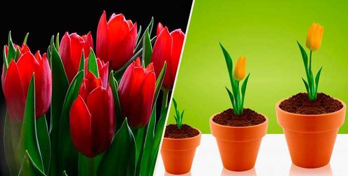 Как вырастить тюльпаны в теплице к дате – 14 февраля или 8 марта