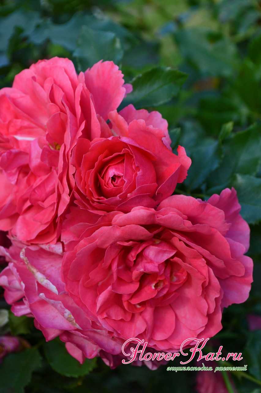 Особенности посадки розы боника и розы флорибунда, уход за растениями и описание