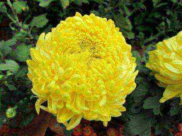Хризантема - фото, посадка и уход, сорта, как пересадить, выращивание из семян и черенкование