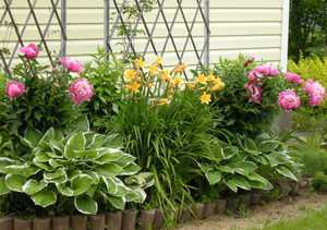 Декоративные кустарники для сада и дачи: цветущие, морозоустойчивые и другие с фото и названиями