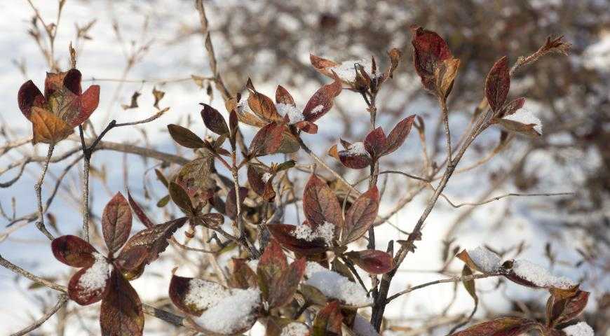 Рододендрон – уход осенью и подготовка к зиме: основные действия